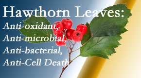 Poulin Chiropractic of Herndon and Ashburn shares new research regarding the flavonoids of the hawthorn tree leaves’ extract that are antioxidant, antibacterial, antimicrobial and anti-cell death. 