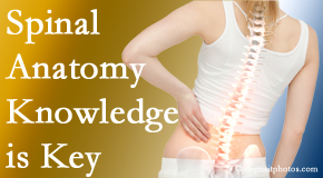 Poulin Chiropractic of Herndon and Ashburn knows spinal anatomy well – a benefit to everyday chiropractic practice!