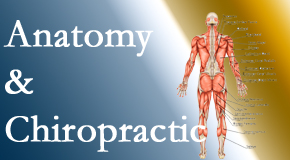 Poulin Chiropractic of Herndon and Ashburn confidently delivers chiropractic care based on knowledge of anatomy to diagnose and treat spine related pain.