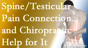 Poulin Chiropractic of Herndon and Ashburn shares recent research on the connection of testicular pain to the spine and how chiropractic care helps its relief.