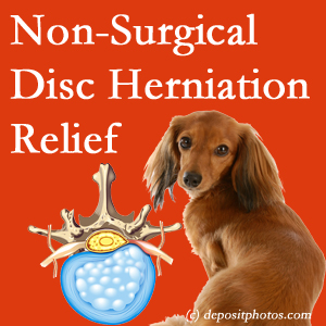 Often, the Ashburn disc herniation treatment at Poulin Chiropractic of Herndon and Ashburn effectively relieves back pain for those with disc herniation. (Veterinarians treat dachshunds’ discs conservatively, too!) 