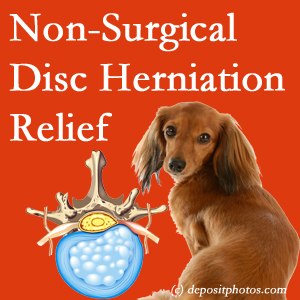 Often, the Ashburn and Herndon disc herniation treatment at Poulin Chiropractic of Herndon and Ashburn effectively relieves back pain for those with disc herniation. (Veterinarians treat dachshunds’ discs conservatively, too!)