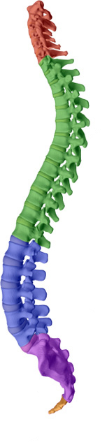 The chiropractor looks at the curves of the spine for their angulation and possible effect on pain like coccydynia in the lowest section of the spine (orange).